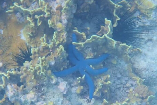 5-Hour Snorkeling, Swimming with Dolphins and Sea Turtles Aquarium - The dolphin search needs realistic expectations