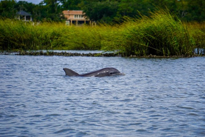 90-Minute Dolphin and Nature Tour of Hilton Head - Starting at Shelter Cove Marina on Broad Creek