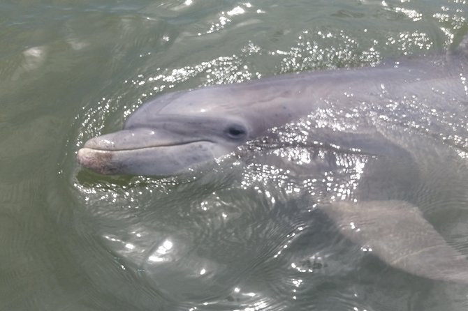 90-Minute Dolphin and Nature Tour of Hilton Head - What the small boat means for your comfort