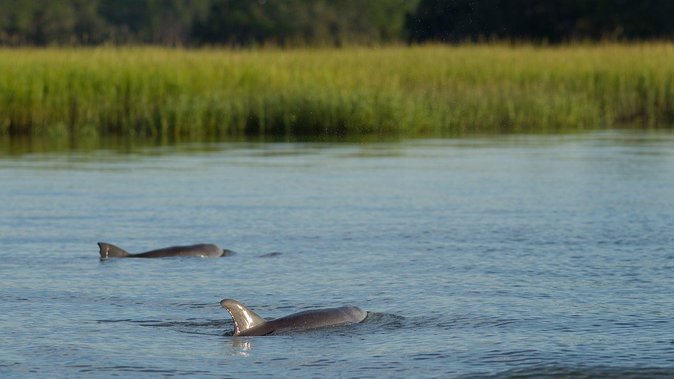 90-Minute Dolphin and Nature Tour of Hilton Head - A 90-minute route through Hilton Head’s estuary