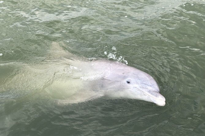 90 Minute Hilton Head Dolphin and Nature Cruise - Birds, marsh life, and the wider view