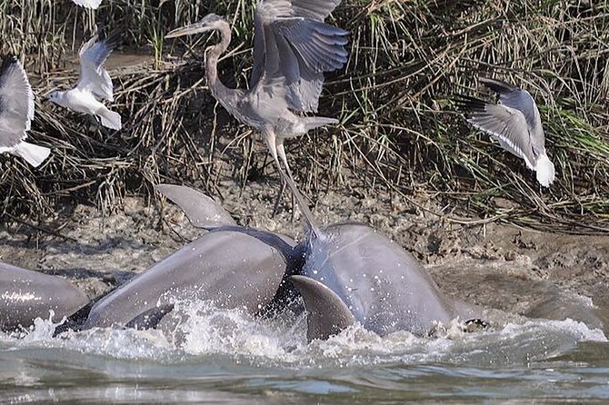 90 Minute Hilton Head Dolphin and Nature Cruise - Is $47 a fair price for 90 minutes?