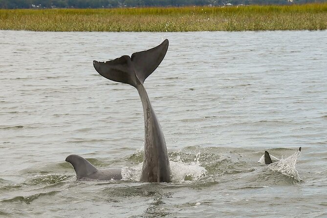 90 Minute Hilton Head Dolphin and Nature Cruise - Weather, clothing, and comfort