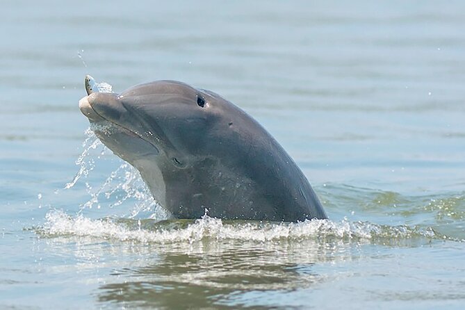90 Minute Hilton Head Dolphin and Nature Cruise - Families, couples, and first-time visitors