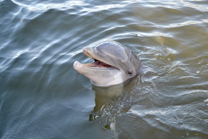 90 Minute Hilton Head Dolphin and Nature Cruise - Timing and cancellation details that matter
