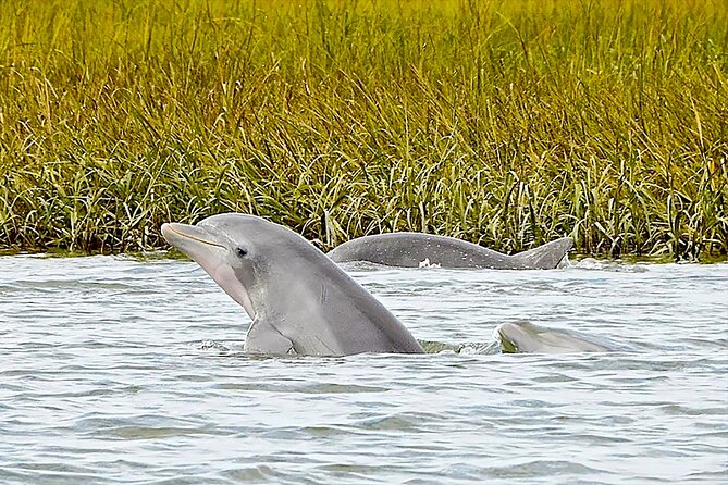 90 Minute Hilton Head Dolphin and Nature Cruise - Searching for Atlantic bottlenose dolphins