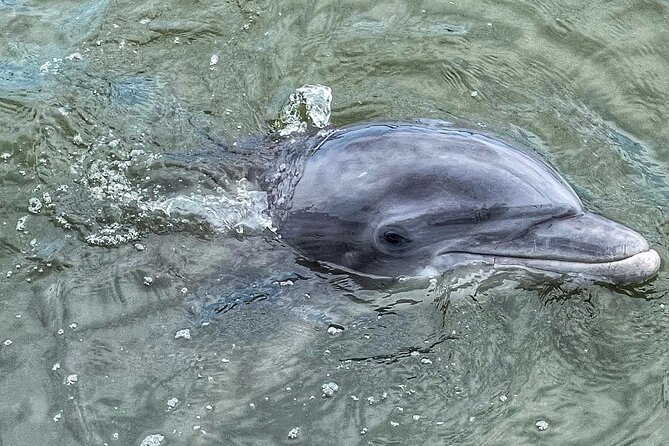 90 Minute Hilton Head Dolphin Tour - What the dolphin sightings are really like