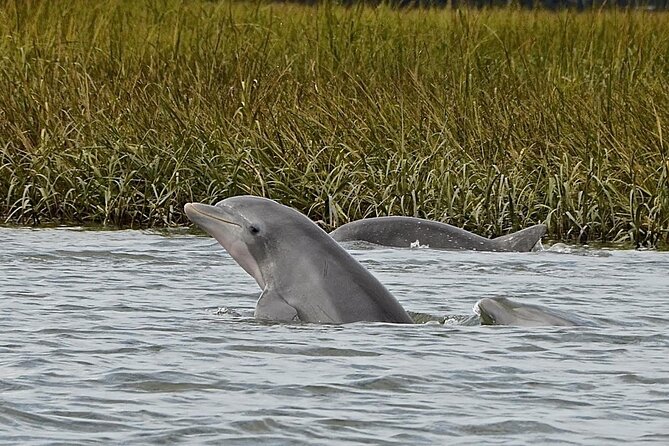 90 minute Hilton Head Sunset Dolphin Cruise - A sunset cruise with dolphins as the bonus