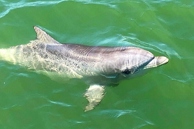 90 Minute Port River Dolphin & Ships Graveyard Cruise - Searching for wild bottlenose dolphins