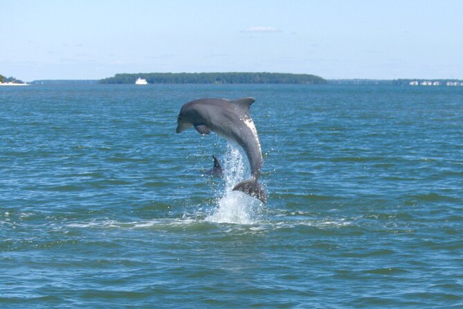90-Minute Private Dolphin Tour in Hilton Head Island - Quick Takeaways