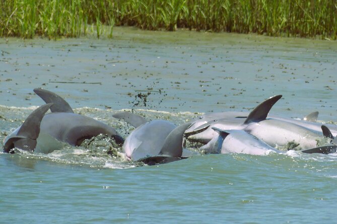 90-Minute Private Dolphin Tour in Hilton Head Island - A Private Way to Meet Hilton Head’s Dolphins