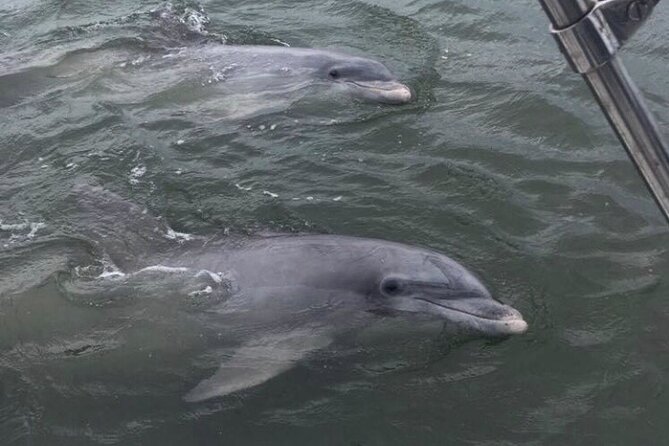 90-Minute Private Dolphin Tour in Hilton Head Island - What You Might See on the Water