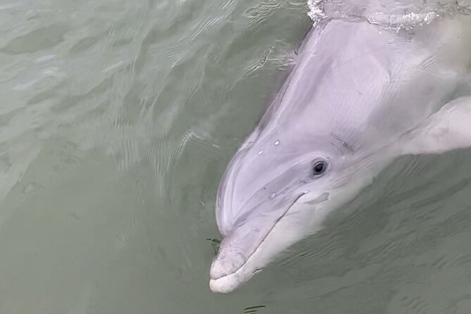 90-Minute Private Dolphin Tour in Hilton Head Island - Why the Private Format Matters