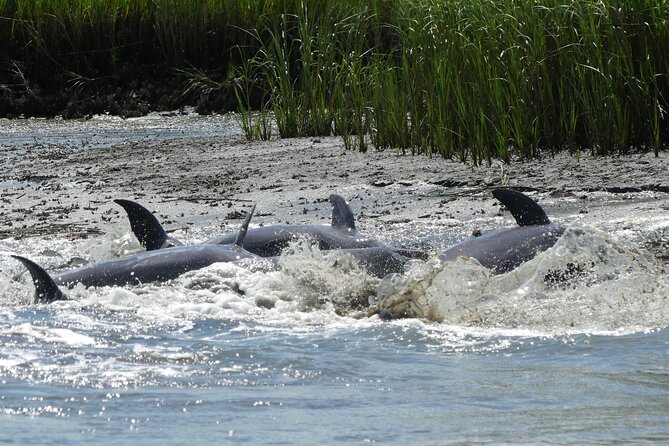 90-Minute Private Dolphin Tour in Hilton Head Island - Best Times and Weather Considerations