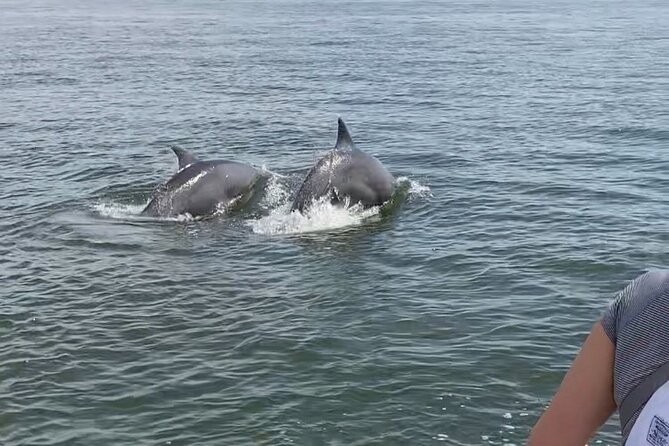 90-Minute Private Dolphin Tour in Hilton Head Island - Who Will Enjoy This Tour Most