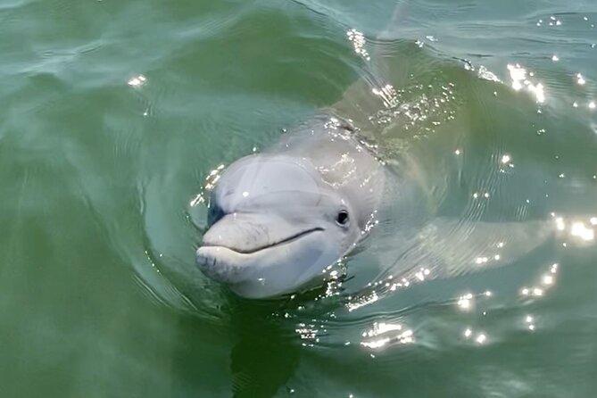 90-Minute Private Dolphin Tour in Hilton Head Island - Captain Mark’s Lowcountry Storytelling