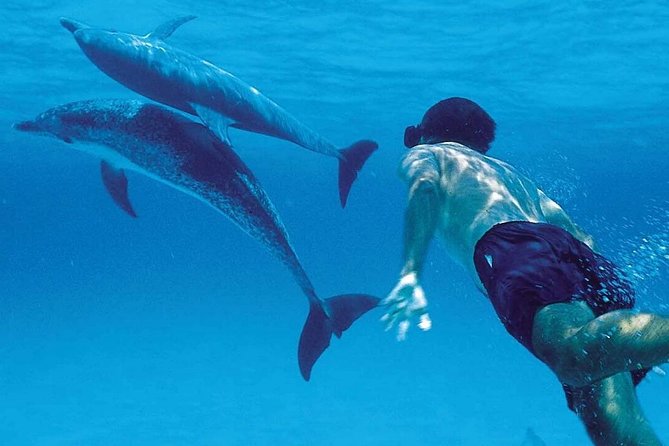 A Half Day Private Dolphins And Snorkeling Tour To Mnemba Island - Key points to know before booking