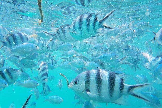 A Half Day Private Dolphins And Snorkeling Tour To Mnemba Island - Swimming near bottlenose dolphins