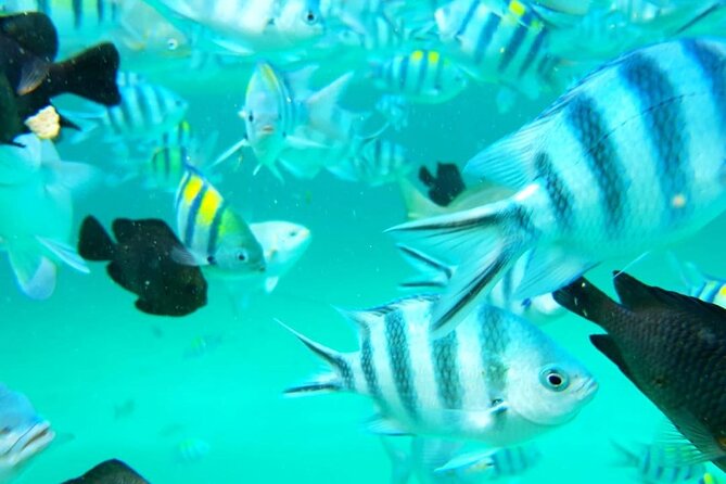 A Half Day Private Dolphins And Snorkeling Tour To Mnemba Island - Guide quality and the importance of clear communication