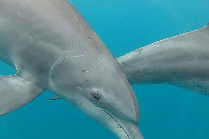 A Half Day Private Dolphins And Snorkeling Tour To Mnemba Island - 8:00 am pickup and the case for going early
