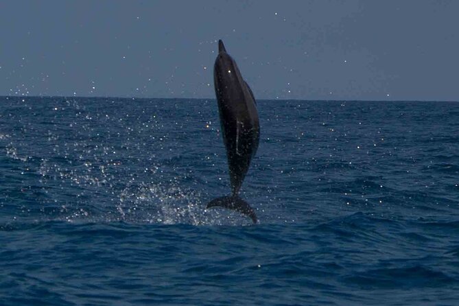 AAA Noosa National Park Tour and Dolphin Safari Whalesongsnoosa - The crew makes a difference