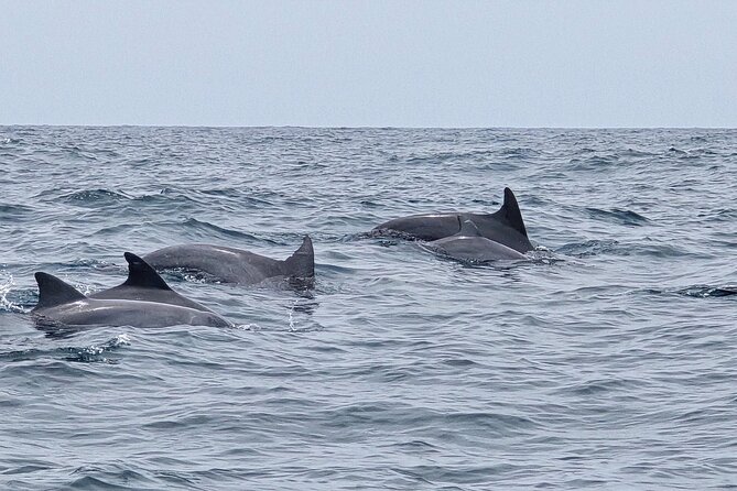 AAA Noosa National Park Tour and Dolphin Safari Whalesongsnoosa - Is the $68.14 price good value?