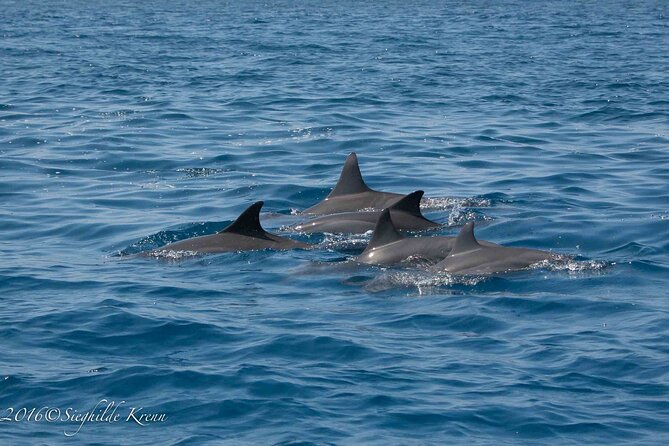 AAA Noosa National Park Tour and Dolphin Safari Whalesongsnoosa - Who will enjoy this morning on the water?