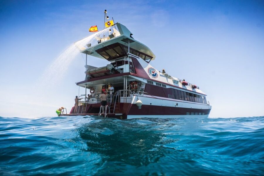Adeje: Whale and Dolphin Watching Cruise with Lunch and Swim - Key points to know before you book