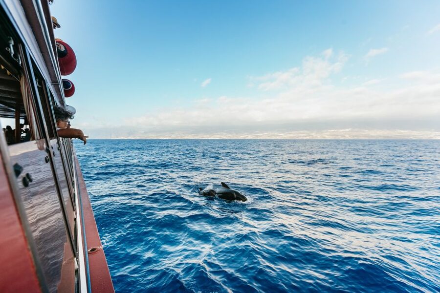 Adeje: Whale and Dolphin Watching Cruise with Lunch and Swim - Leaving Puerto Colón and settling into the catamaran