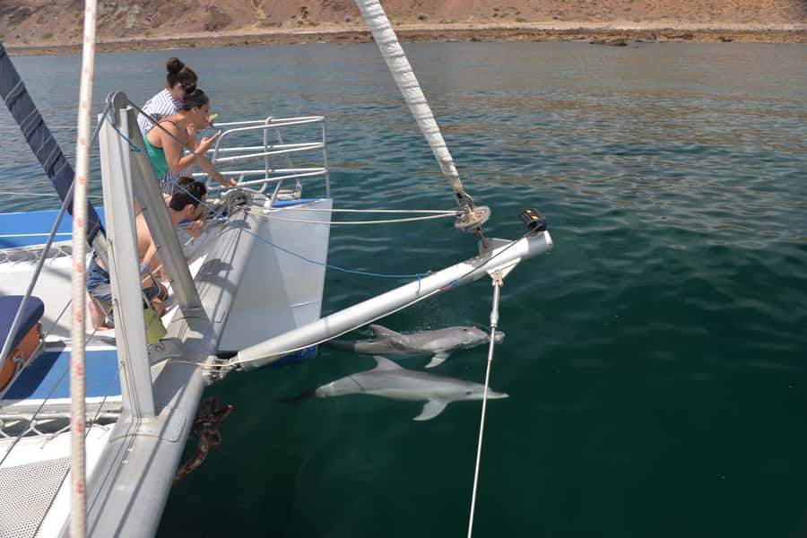 Adelaide: 4-Hour Guaranteed Wild Dolphin Watching Cruise - Booking details that matter