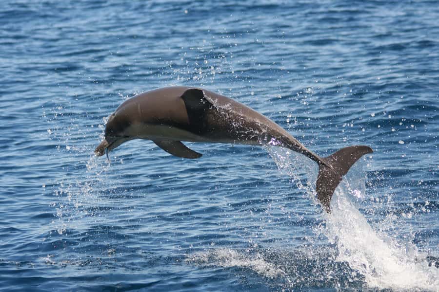 Adelaide: 4-Hour Guaranteed Wild Dolphin Watching Cruise - The crew and the value of live commentary