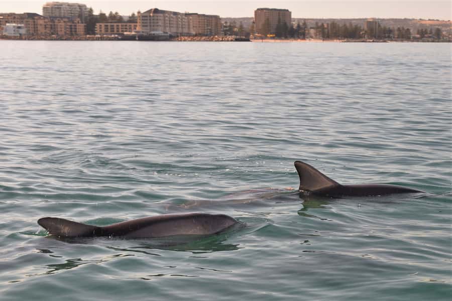 Adelaide: 4-Hour Guaranteed Wild Dolphin Watching Cruise - The swim option is a separate choice