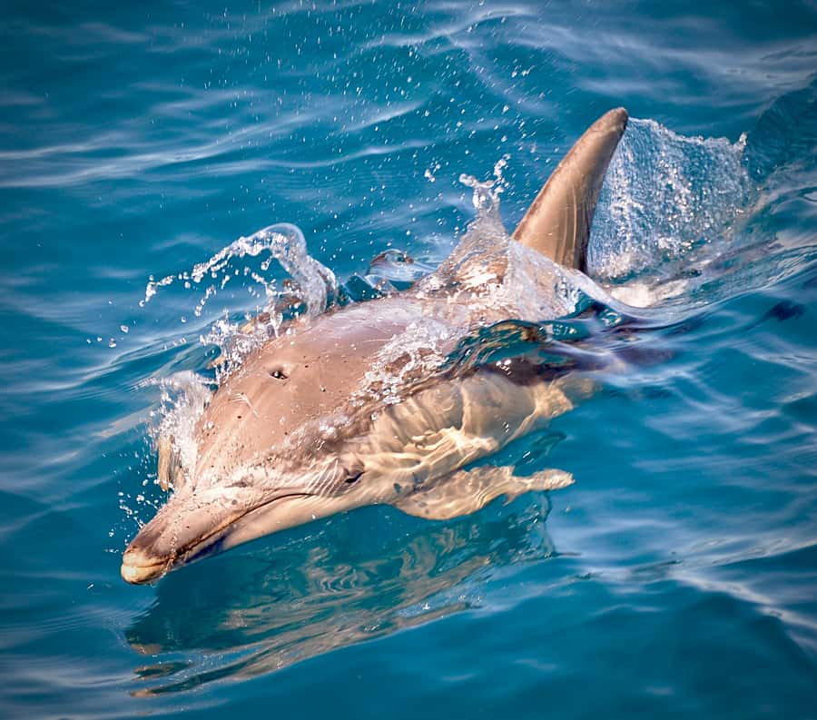 Adelaide: 4-Hour Guaranteed Wild Dolphin Watching Cruise - Is $63 good value for the time?