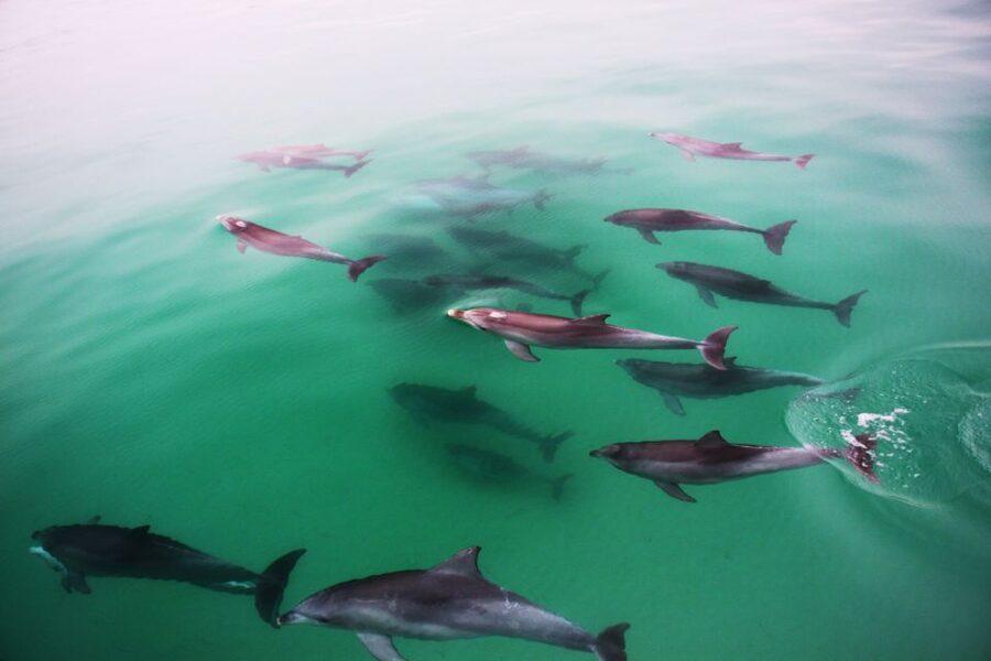 Adelaide: 4-Hour Guaranteed Wild Dolphin Watching Cruise - Who will enjoy this cruise most?