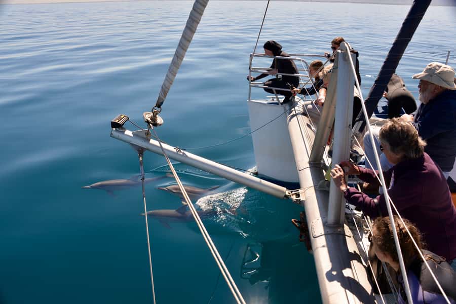 Adelaide: 4-Hour Guaranteed Wild Dolphin Watching Cruise - Watching wild dolphins beside the hulls