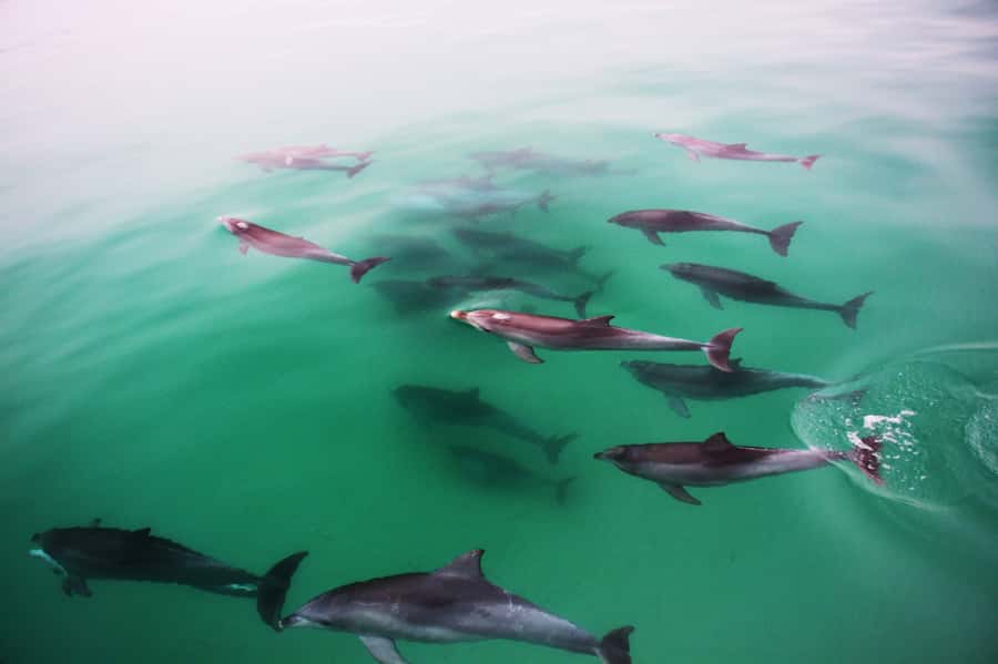 Adelaide: 4-Hour Swimming with Dolphins Experience - Key points to know before you book