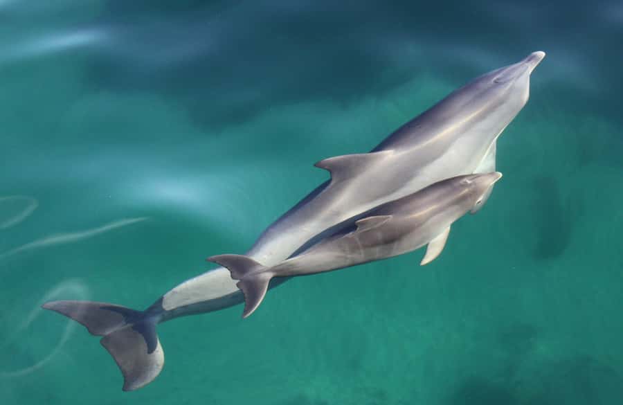 Adelaide: 4-Hour Swimming with Dolphins Experience - Should you book the Temptation dolphin swim?