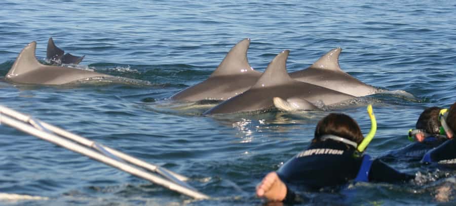 Adelaide: 4-Hour Swimming with Dolphins Experience - Setting out from Glenelg on the Temptation