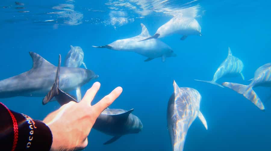 Adelaide: 4-Hour Swimming with Dolphins Experience - What the dolphin encounter really feels like