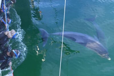 Adelaide: 4-Hour Swimming with Dolphins Experience