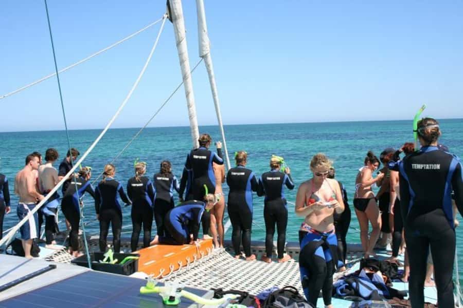 Adelaide: 4-Hour Swimming with Dolphins Experience - Hearing whistles beneath the boat