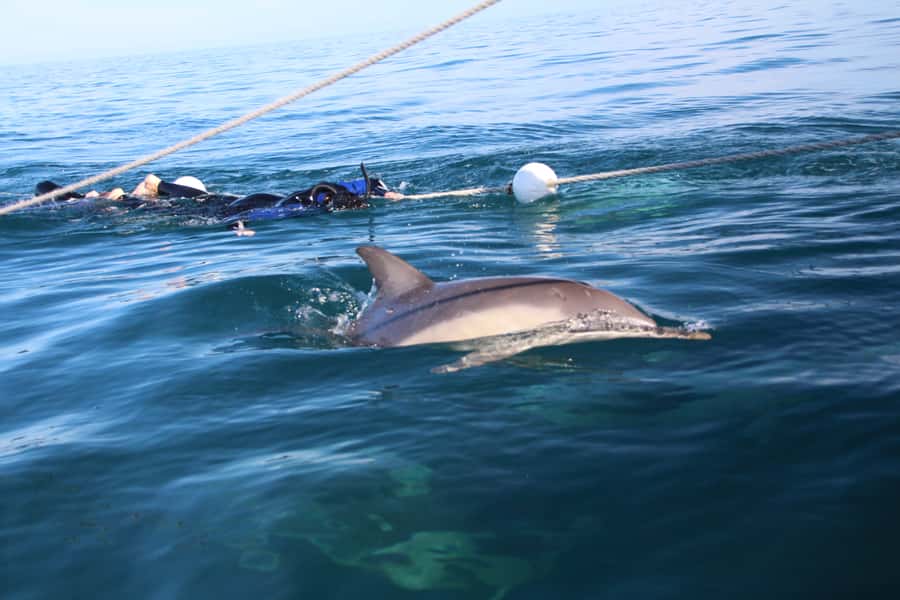 Adelaide: 4-Hour Swimming with Dolphins Experience - The value of the $105 price