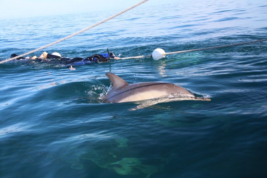 Adelaide: 4-Hour Swimming with Dolphins Experience - Who will enjoy this experience most