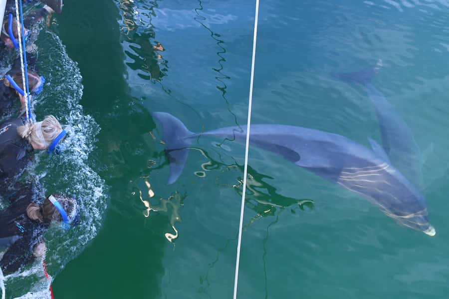 Adelaide: 4-Hour Swimming with Dolphins Experience - Searching for pods along the Adelaide coast