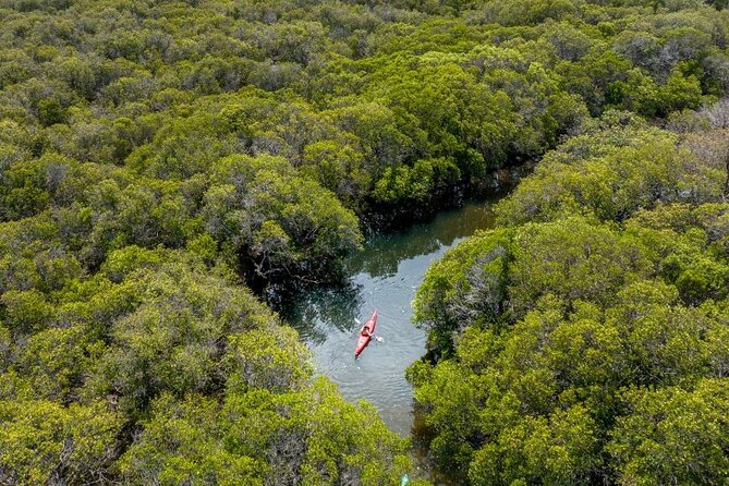 Adelaide Dolphin Sanctuary and Ships Graveyard Kayak Tour - The mangrove creeks are the quietest highlight