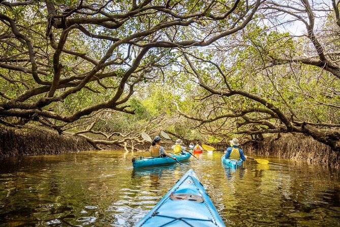 Adelaide Dolphin Sanctuary and Ships Graveyard Kayak Tour - The Ships Graveyard gives the trip its oddest views
