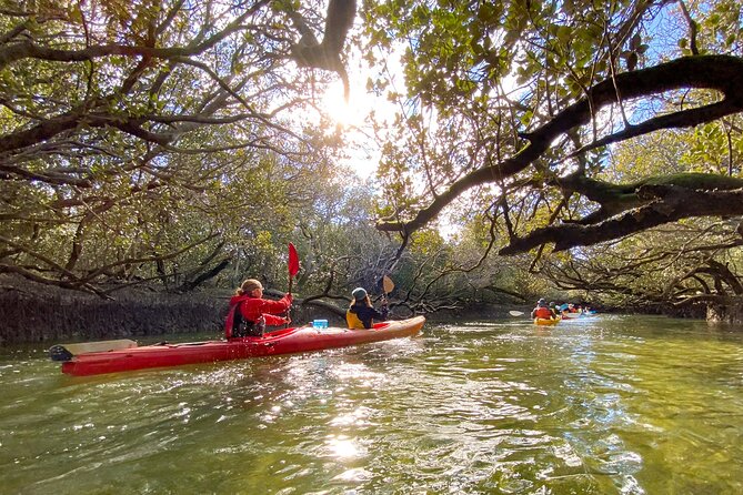 Adelaide Dolphin Sanctuary and Ships Graveyard Kayak Tour - What the $55.94 price really includes