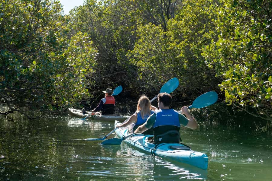 Adelaide: Dolphin Sanctuary Eco Kayaking Tour - Why the Adelaide Dolphin Sanctuary feels different
