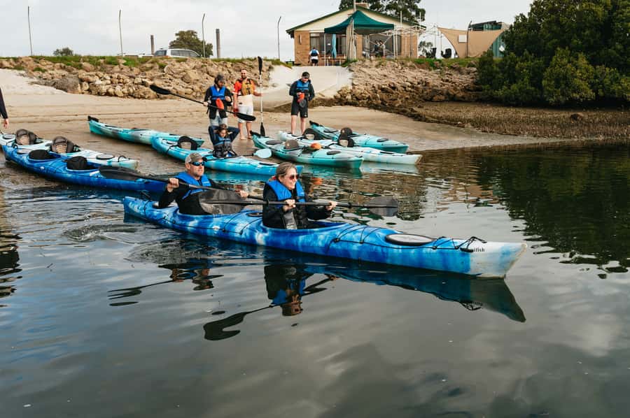 Adelaide: Dolphin Sanctuary Eco Kayaking Tour - Three hours through mangroves, tidal flats, and creeks