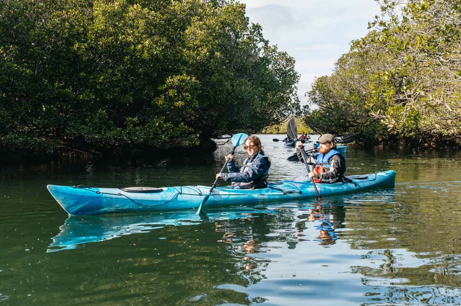 Adelaide: Dolphin Sanctuary Eco Kayaking Tour - What the guides add to the outing
